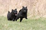 SCHIPPERKE 366